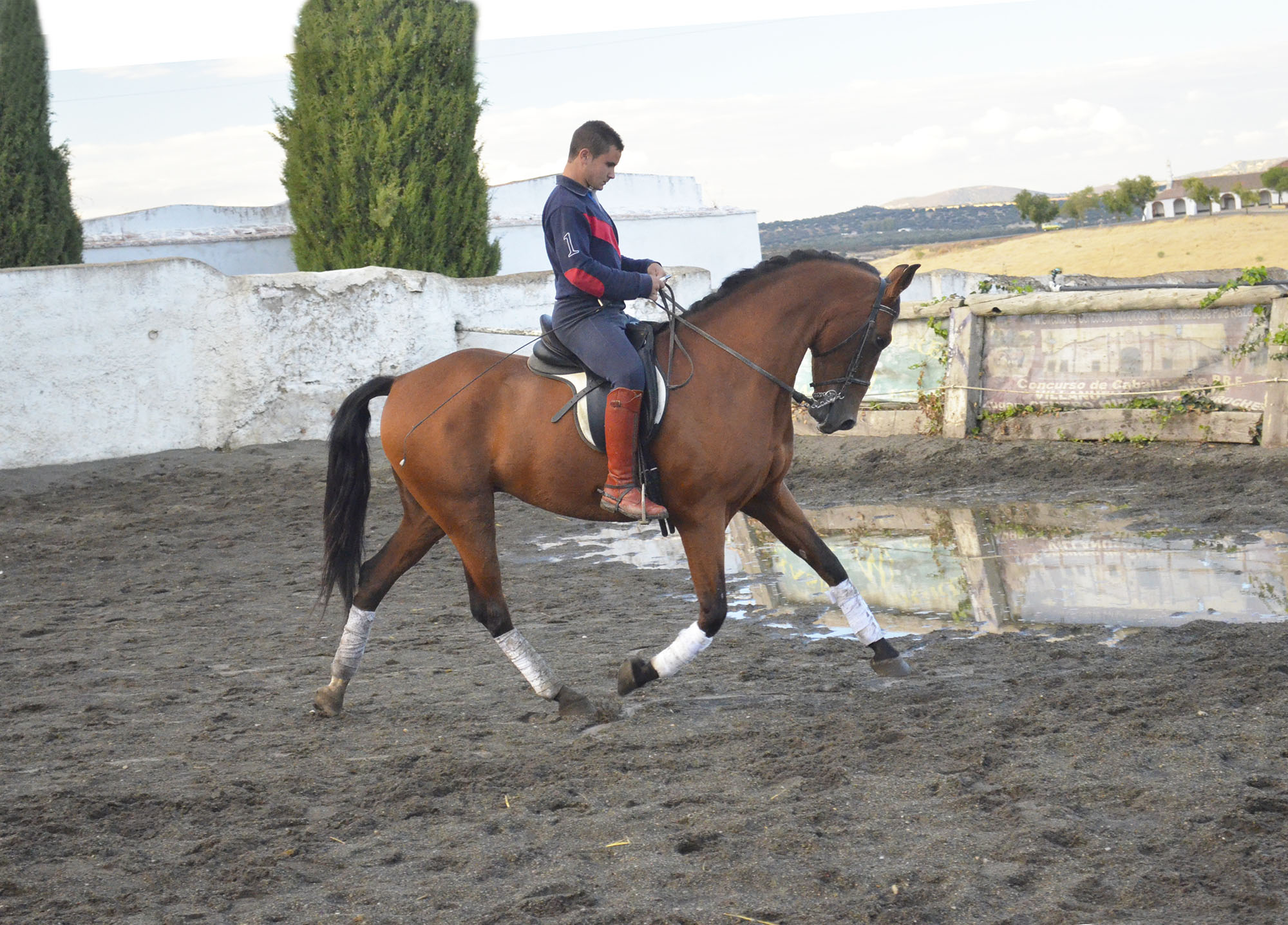Caballo en Venta